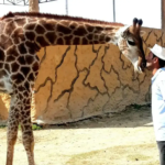 Baby Giraffe Bahria Town Karachi Danzoo