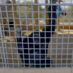 Bahria Danzoo chimpanzee cages