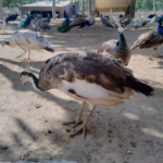 Birds in Danzoo Bahria Town