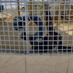 Danzoo Bahria Chimpanzee