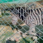 Danzoo Bahria Zebra
