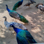 Danzoo peacocks