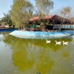 Duck pond bahria danzoo