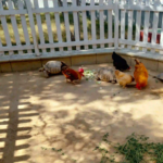 Kids Petting Zoo Bahria Town Karachi Danzoo
