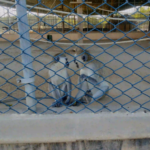 Monkey in Bahria Town karachi Danzoo