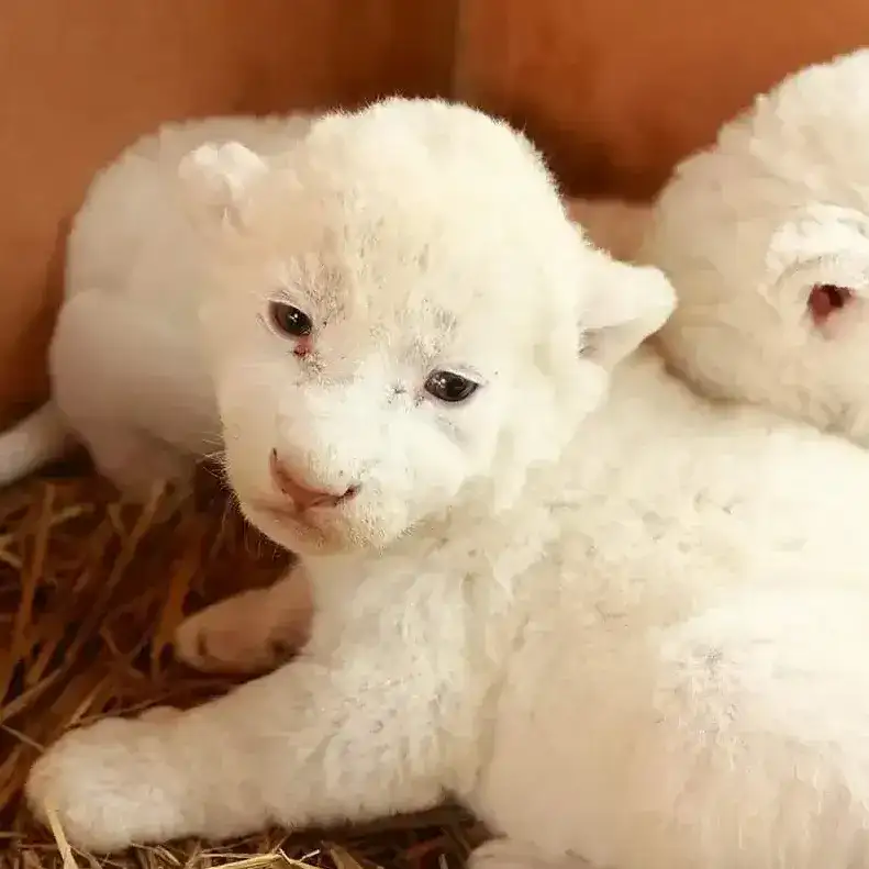 White Lion Babies