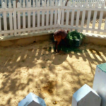 childeren Petting Zoo Danzoo