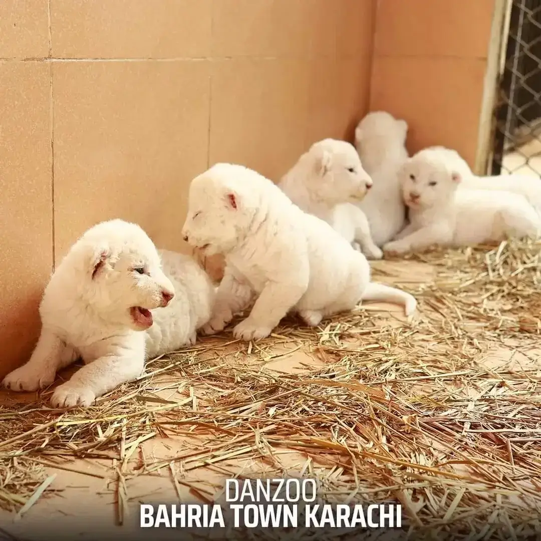 White African Lion Cubs Bahria Town Karachi