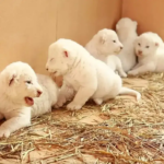 white lion cubs Danzoo Bahria Town Karachi